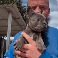Cuccioli di bulldog francese blu