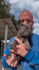 Cuccioli di bulldog francese blu