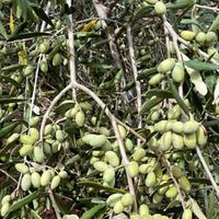 Raccolgo olive su pianta