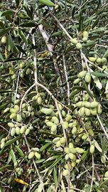 Raccolgo olive su pianta