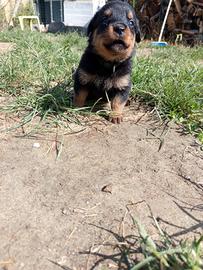 Cuccioli rottweiler