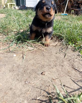 Cuccioli rottweiler
