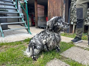 Setter inglese femmina