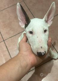 Bull terrier femmina