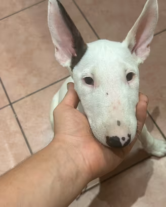 Bull terrier femmina