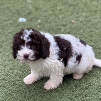 Lagotto romagnolo