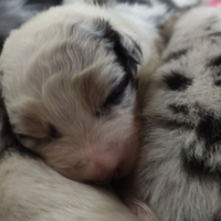 Cuccioli pastore australiano