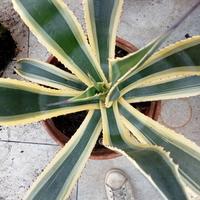 Agave