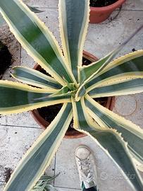 Agave