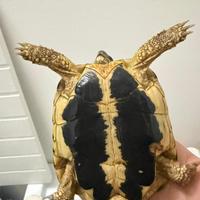 Tartarughe