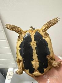 Tartarughe