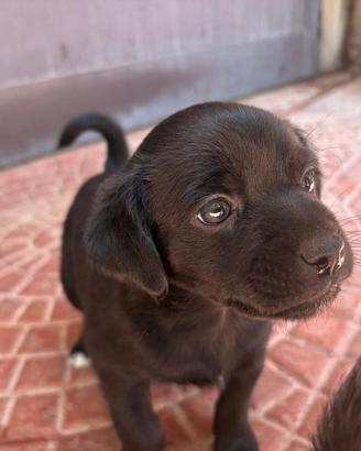 Cuccioli di cane di taglia piccola