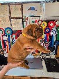 Disponibili cuccioli dogue de bordeaux