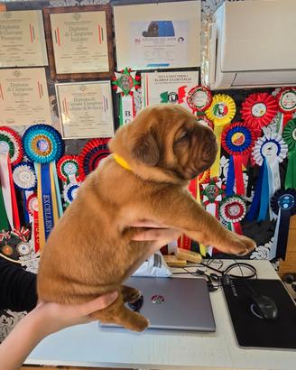 Disponibili cuccioli dogue de bordeaux