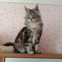 Cucciole Maine coon femmine