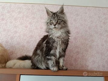 Cucciole Maine coon femmine