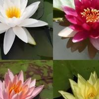 Piante acquatiche laghetto