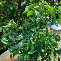 Pianta di arancio in vaso