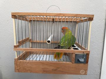 Inseparabile opalino verde