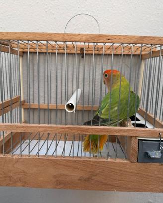 Inseparabile opalino verde