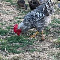 Galline amrock
