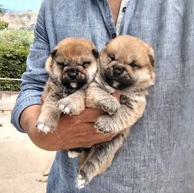 Shiba Inu cuccioli
