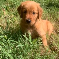 Cuccioli golden retriever