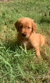 Cuccioli golden retriever