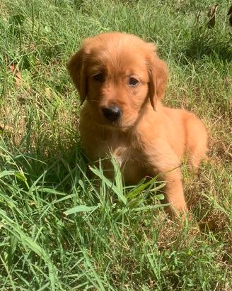Cuccioli golden retriever