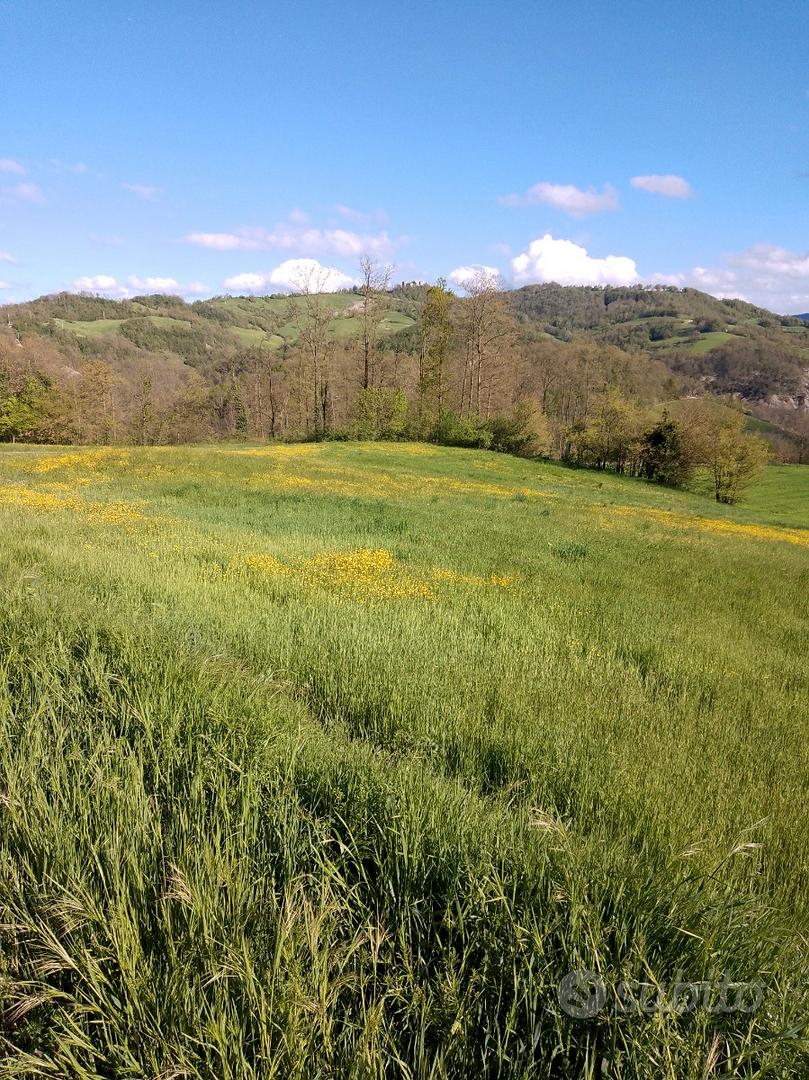 Terreno agricolo pianeggiante e piccolo bosco - Vista 3