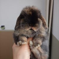 Coniglio minilop arlecchino selezionato