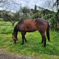 Cavallo psi