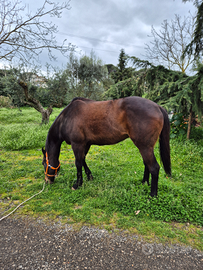 Cavallo psi
