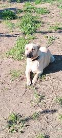 Simil Amstaff e American Dingo