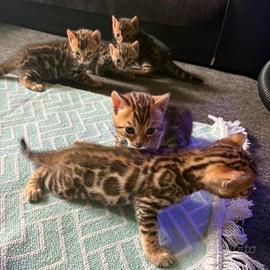 Cuccioli di Gatto del Bengala (Bengal)