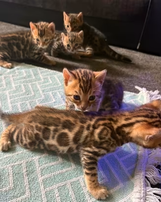 Cuccioli di Gatto del Bengala (Bengal)