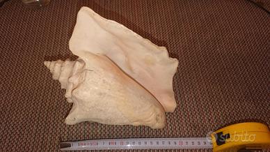 esposizione conchiglia enorme oceanica