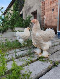 Galline Brahma isabella