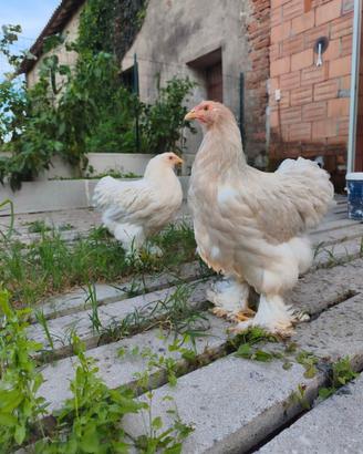 Galline Brahma isabella