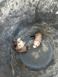 animali 