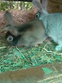 Coniglio da compagnia