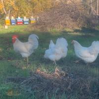 Australorp