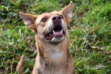 NOCCIOLINO, maschio di 5 anni