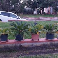 cycas