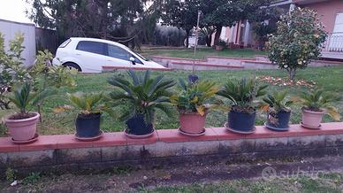 cycas