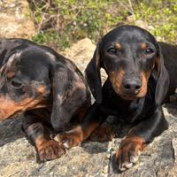 Cuccioli di bassotto tedesco
