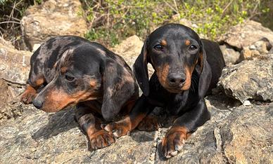 Cuccioli di bassotto tedesco