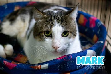 Mark gatto bianco grigio di 3 anni