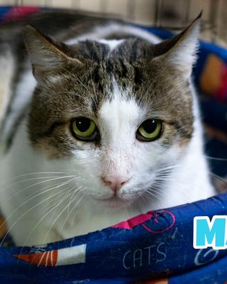Mark gatto bianco grigio di 3 anni