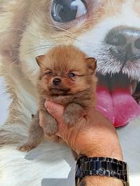 Spitz miny toy femmina